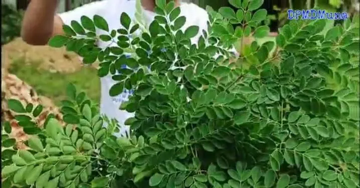 Melihat Usaha Minuman Teh Celup Berbahan Daun Kelor Milik Anshar