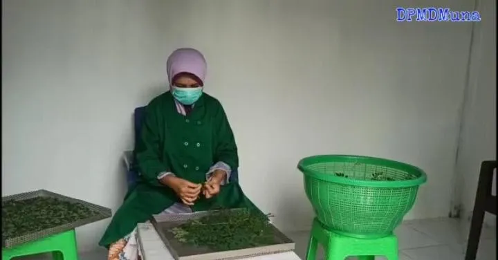 Melihat Usaha Minuman Teh Celup Berbahan Daun Kelor Milik Anshar