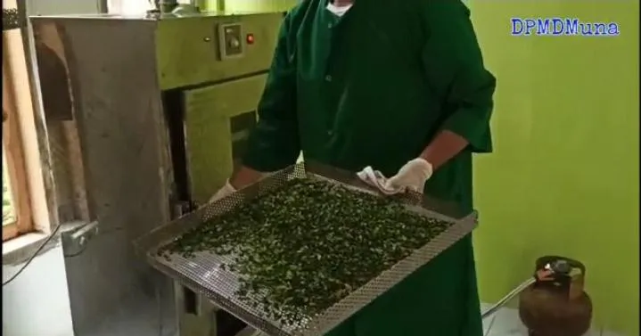 Melihat Usaha Minuman Teh Celup Berbahan Daun Kelor Milik Anshar