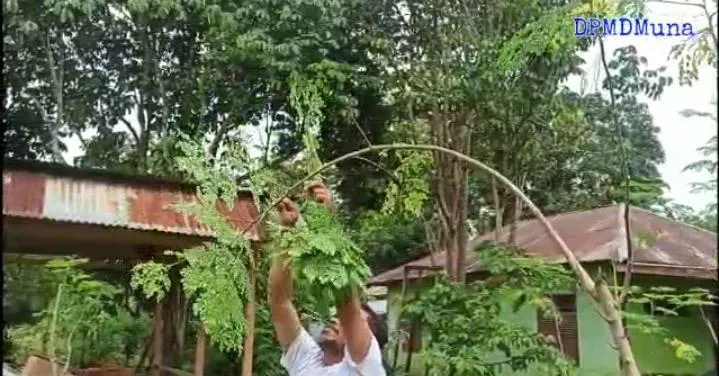 Melihat Usaha Minuman Teh Celup Berbahan Daun Kelor Milik Anshar