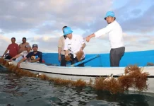 Petani di Desa Liya Sukses Budi Daya Rumput Laut Jenis Eucheuma cottonii Petani di Desa Liya Sukses Budi Daya Rumput Laut Jenis Eucheuma cottonii