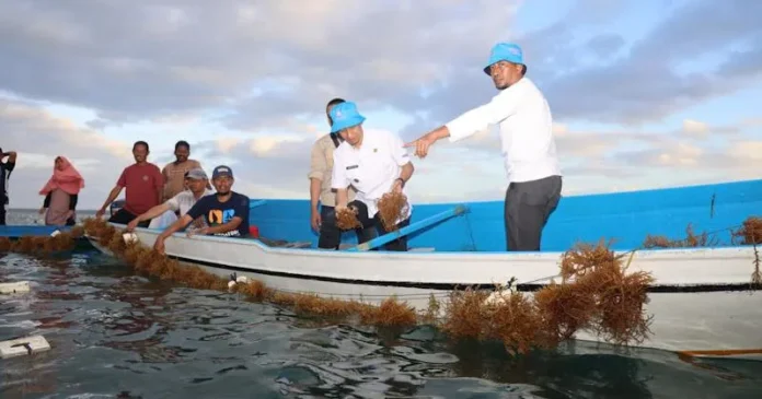 Petani di Desa Liya Sukses Budi Daya Rumput Laut Jenis Eucheuma cottonii
