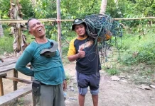 BKSDA Temukan 82 Jerat dan Berhasil Selamatkan Seekor Babi Rusa BKSDA Temukan 82 Jerat dan Berhasil Selamatkan Seekor Babi Rusa