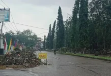 DLH Konawe Lakukan Peremajaan Pohon Pelindung di Jalan Poros Kota Unaaha DLH Konawe Lakukan Peremajaan Pohon Pelindung di Jalan Poros Kota Unaaha