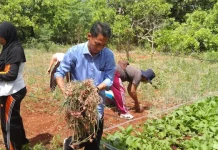 Kelompok Tani di Wakatobi Sukses Panen 1,7 Ton Bawang Merah Kelompok Tani di Wakatobi Sukses Panen 1,7 Ton Bawang Merah