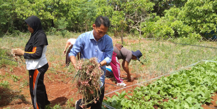 Kelompok Tani di Wakatobi Sukses Panen 1,7 Ton Bawang Merah