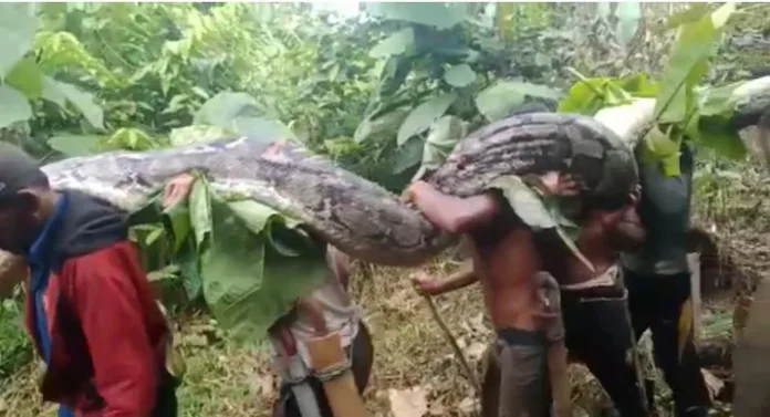 Punya 100 Butir Telur dalam Perutnya, Piton Sebesar Pohon Pinang Ini Dilumpuhkan Warga