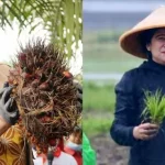 Airlangga-Puan Direncanakan Bertemu Pekan Depan, Salah Satu yang akan Dibahas Pemilu 2024 Airlangga-Puan Direncanakan Bertemu Pekan Depan, Salah Satu yang akan Dibahas Pemilu 2024