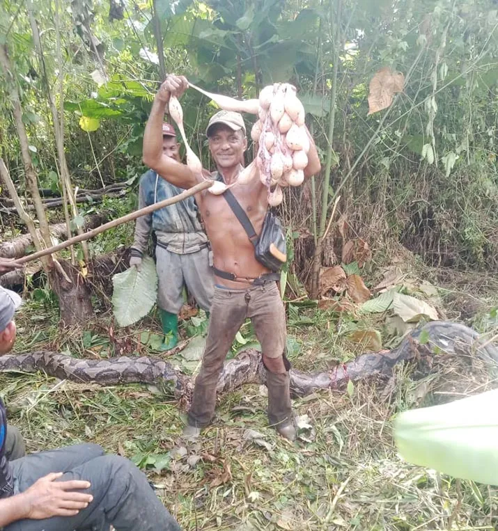 Punya 100 Butir Telur dalam Perutnya, Piton Sebesar Pohon Pinang Ini Dilumpuhkan Warga