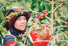 Buah Kopi Takengon Aceh sampai ke Amerika Serikat, Ini Buah Pemberdayaan UMKM BRI Buah Kopi Takengon Aceh sampai ke Amerika Serikat, Ini Buah Pemberdayaan UMKM BRI
