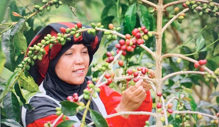 Buah Kopi Takengon Aceh sampai ke Amerika Serikat, Ini Buah Pemberdayaan UMKM BRI