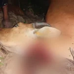 Polisi Tangkap 5 Pencuri Sapi di Muna, Satu Pelaku Sempat Dipukuli Warga Polisi Tangkap 5 Pencuri Sapi di Muna, Satu Pelaku Sempat Dipukuli Warga