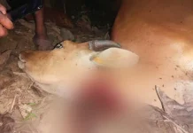 Polisi Tangkap 5 Pencuri Sapi di Muna, Satu Pelaku Sempat Dipukuli Warga Polisi Tangkap 5 Pencuri Sapi di Muna, Satu Pelaku Sempat Dipukuli Warga