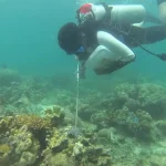Naturevolution Indonesia Basmi Bintang Laut Perusak Terumbu Karang di Tanjung Tiram