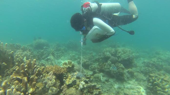 Naturevolution Indonesia Basmi Bintang Laut Perusak Terumbu Karang di Tanjung Tiram