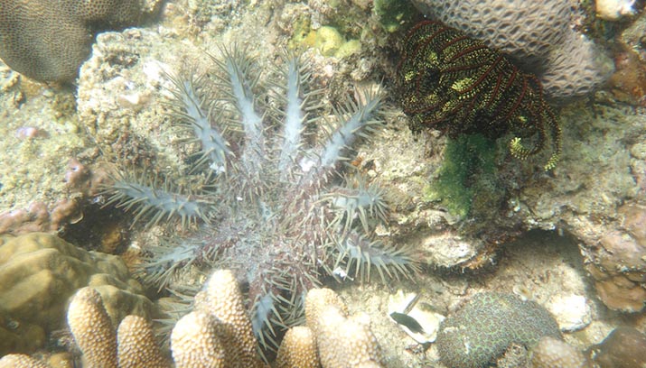 Naturevolution Indonesia Basmi Bintang Laut Perusak Terumbu Karang di Tanjung Tiram