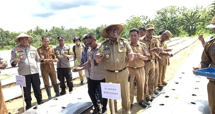 Tekan Inflasi, Pemkab Mubar Resmi Launching Gerakan Tanam Cabai