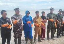 Rangkaian Hari Nusantara di Wakatobi Diwarnai Pelepasan Tukik dan Penanaman Mangrove Rangkaian Hari Nusantara di Wakatobi Diwarnai Pelepasan Tukik dan Penanaman Mangrove