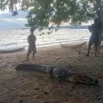 BKSDA Sultra Evakuasi Buaya Muara 2,5 Meter di Konsel BKSDA Sultra Evakuasi Buaya Muara 2,5 Meter di Konsel