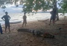 BKSDA Sultra Evakuasi Buaya Muara 2,5 Meter di Konsel BKSDA Sultra Evakuasi Buaya Muara 2,5 Meter di Konsel