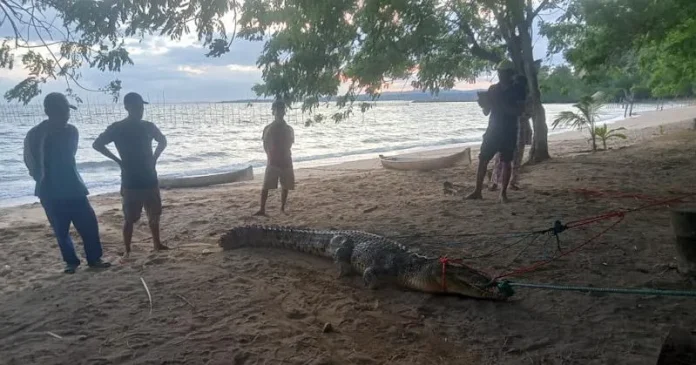 BKSDA Sultra Evakuasi Buaya Muara 2,5 Meter di Konsel