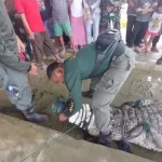 4 Ekor Buaya Tertangkap di Desa Lalonggombu Konsel, Dua Ekor Mati Sisanya Dilepasliarkan 4 Ekor Buaya Tertangkap di Desa Lalonggombu Konsel, Dua Ekor Mati Sisanya Dilepasliarkan