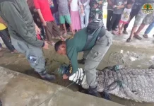 4 Ekor Buaya Tertangkap di Desa Lalonggombu Konsel, Dua Ekor Mati Sisanya Dilepasliarkan 4 Ekor Buaya Tertangkap di Desa Lalonggombu Konsel, Dua Ekor Mati Sisanya Dilepasliarkan