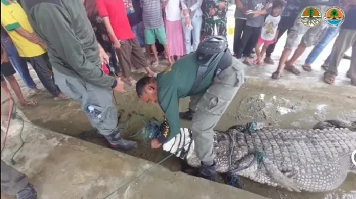 4 Ekor Buaya Tertangkap di Desa Lalonggombu Konsel, Dua Ekor Mati Sisanya Dilepasliarkan