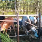 Pemkab Konawe Gelar Expo Panen Pedet dan Kontes Sapi Ternak Pemkab Konawe Gelar Expo Panen Pedet dan Kontes Sapi Ternak