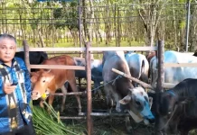 Pemkab Konawe Gelar Expo Panen Pedet dan Kontes Sapi Ternak Pemkab Konawe Gelar Expo Panen Pedet dan Kontes Sapi Ternak