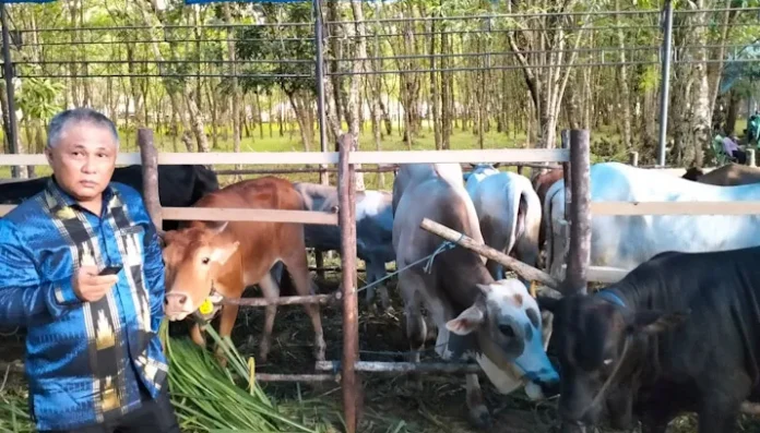 Pemkab Konawe Gelar Expo Panen Pedet dan Kontes Sapi Ternak