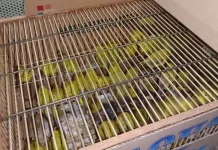 BKSDA Sultra Selamatkan 64 Ekor Burung Kacamata Wakatobi dari Pengiriman Ilegal BKSDA Sultra Selamatkan 64 Ekor Burung Kacamata Wakatobi dari Pengiriman Ilegal