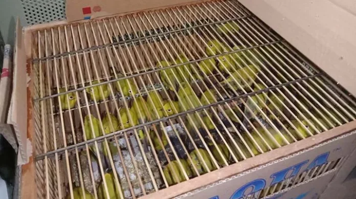 BKSDA Sultra Selamatkan 64 Ekor Burung Kacamata Wakatobi dari Pengiriman Ilegal