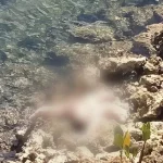 Mayat Bayi Perempuan Berusia Empat Hari Ditemukan di Pinggir Pantai Desa Lasalepa Mayat Bayi Perempuan Berusia Empat Hari Ditemukan di Pinggir Pantai Desa Lasalepa