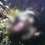 Pria di Tinanggea Konsel Tewas Dililit Ular Sepanjang 7 Meter Pria di Tinanggea Konsel Tewas Dililit Ular Sepanjang 7 Meter