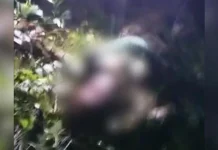 Pria di Tinanggea Konsel Tewas Dililit Ular Sepanjang 7 Meter Pria di Tinanggea Konsel Tewas Dililit Ular Sepanjang 7 Meter