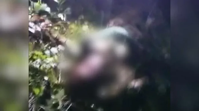 Pria di Tinanggea Konsel Tewas Dililit Ular Sepanjang 7 Meter