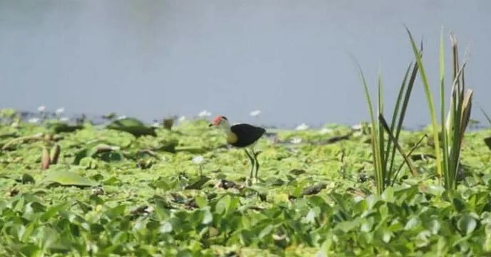 Menyusuri Ragam Pesona Taman Nasional Rawa Aopa Watumohai