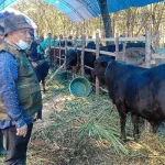 Upaya Pemkab Konawe Cegah PMK pada Hewan Ternak Upaya Pemkab Konawe Cegah PMK pada Hewan Ternak