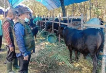 Upaya Pemkab Konawe Cegah PMK pada Hewan Ternak Upaya Pemkab Konawe Cegah PMK pada Hewan Ternak