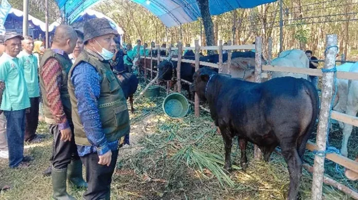 Upaya Pemkab Konawe Cegah PMK pada Hewan Ternak