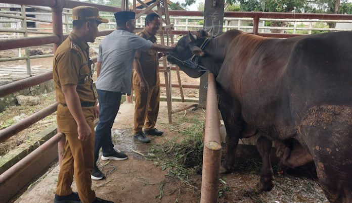 DPRD Kendari Tinjau Kesiapan Rumah Potong Hewan Jelang Iduladha