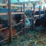 Jelang Iduladha, Permintaan Hewan Kurban di Konawe Mulai Meningkat Jelang Iduladha, Permintaan Hewan Kurban di Konawe Mulai Meningkat