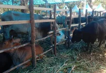 Jelang Iduladha, Permintaan Hewan Kurban di Konawe Mulai Meningkat Jelang Iduladha, Permintaan Hewan Kurban di Konawe Mulai Meningkat