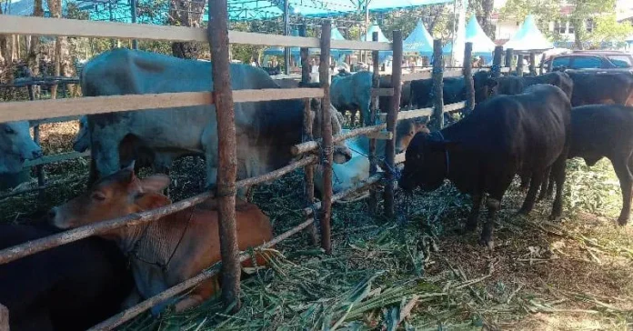 Jelang Iduladha, Permintaan Hewan Kurban di Konawe Mulai Meningkat