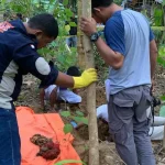 Pengakuan Ibu Bayi Kembar, Dipaksa Menggugurkan hingga Menduga Anaknya Dikubur Masih Bernyawa Polisi Bongkar Makam Bayi Kembar di Muna Barat