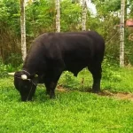 Sapi Kurban Presiden di Sultra Bakal Dipotong di Pasarwajo Sapi Kurban Presiden di Sultra Bakal Dipotong di Pasarwajo