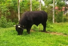 Sapi Kurban Presiden di Sultra Bakal Dipotong di Pasarwajo Sapi Kurban Presiden di Sultra Bakal Dipotong di Pasarwajo