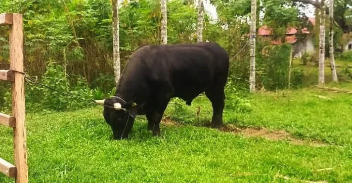 PSX_5350 Sapi Kurban Presiden di Sultra Bakal Dipotong di Pasarwajo