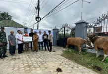 Antam UBPN Konut Salurkan 16 Ekor Sapi Kurban Antam UBPN Konut Salurkan 16 Ekor Sapi Kurban